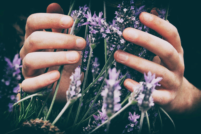 Effects of scent - lavender